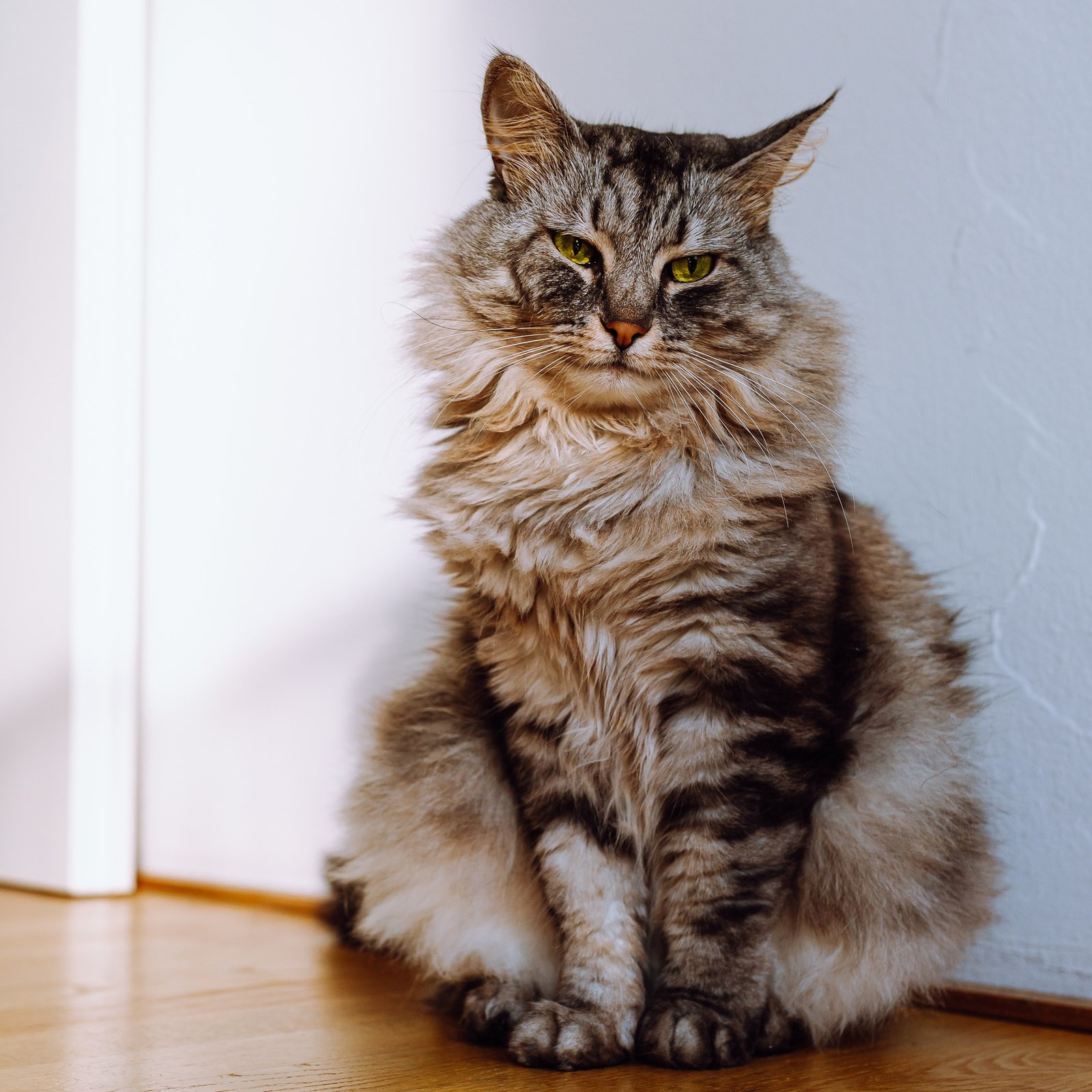 Cute cat with narrowed eyes against background of white wall in apartment close-up