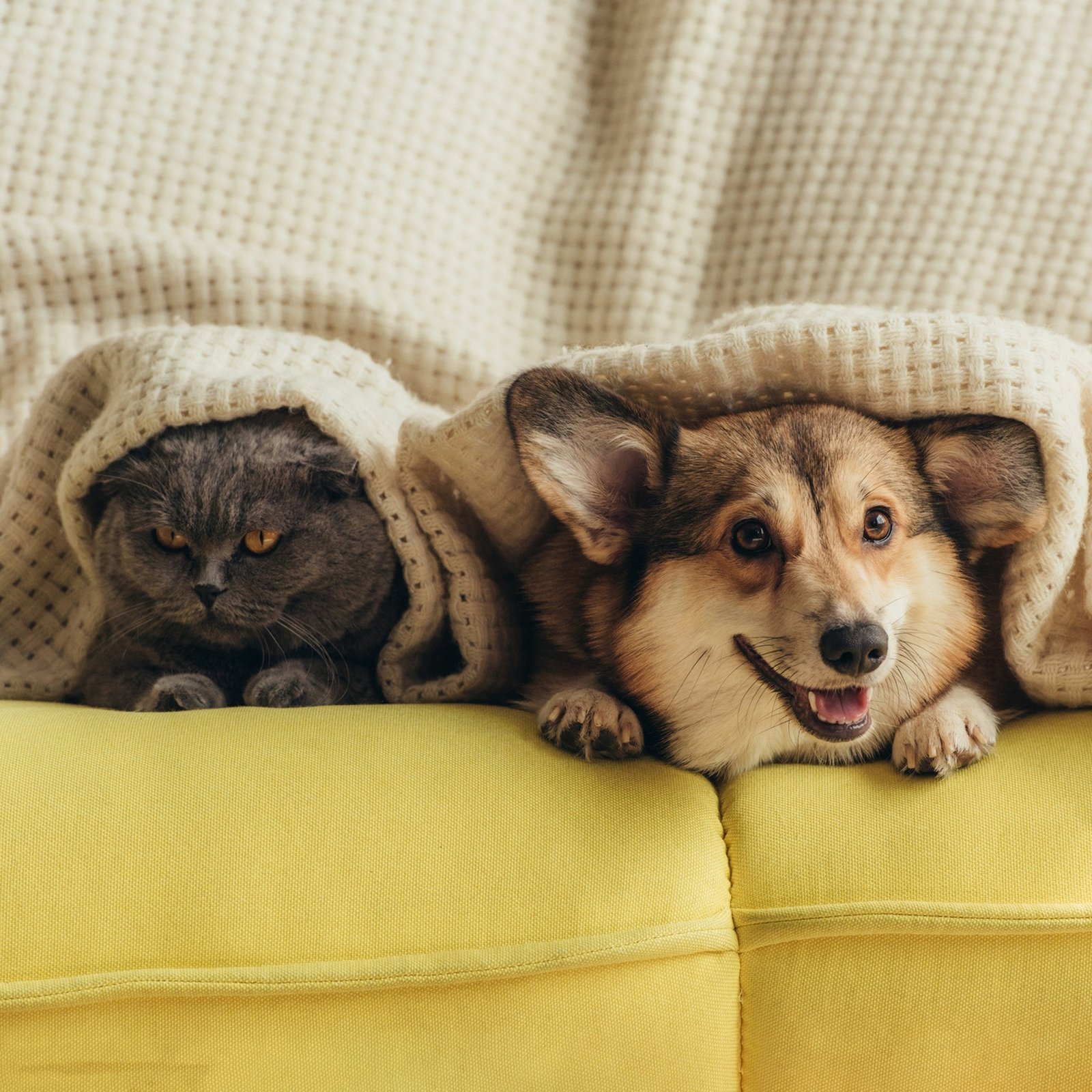 cat and dog lying under plaid on sofa