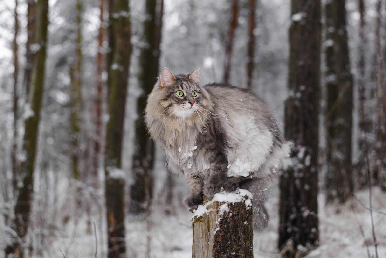 Fluffy cat sitting on a tree stump, winter snowy forest. Portrait of a gray cat with green eyes