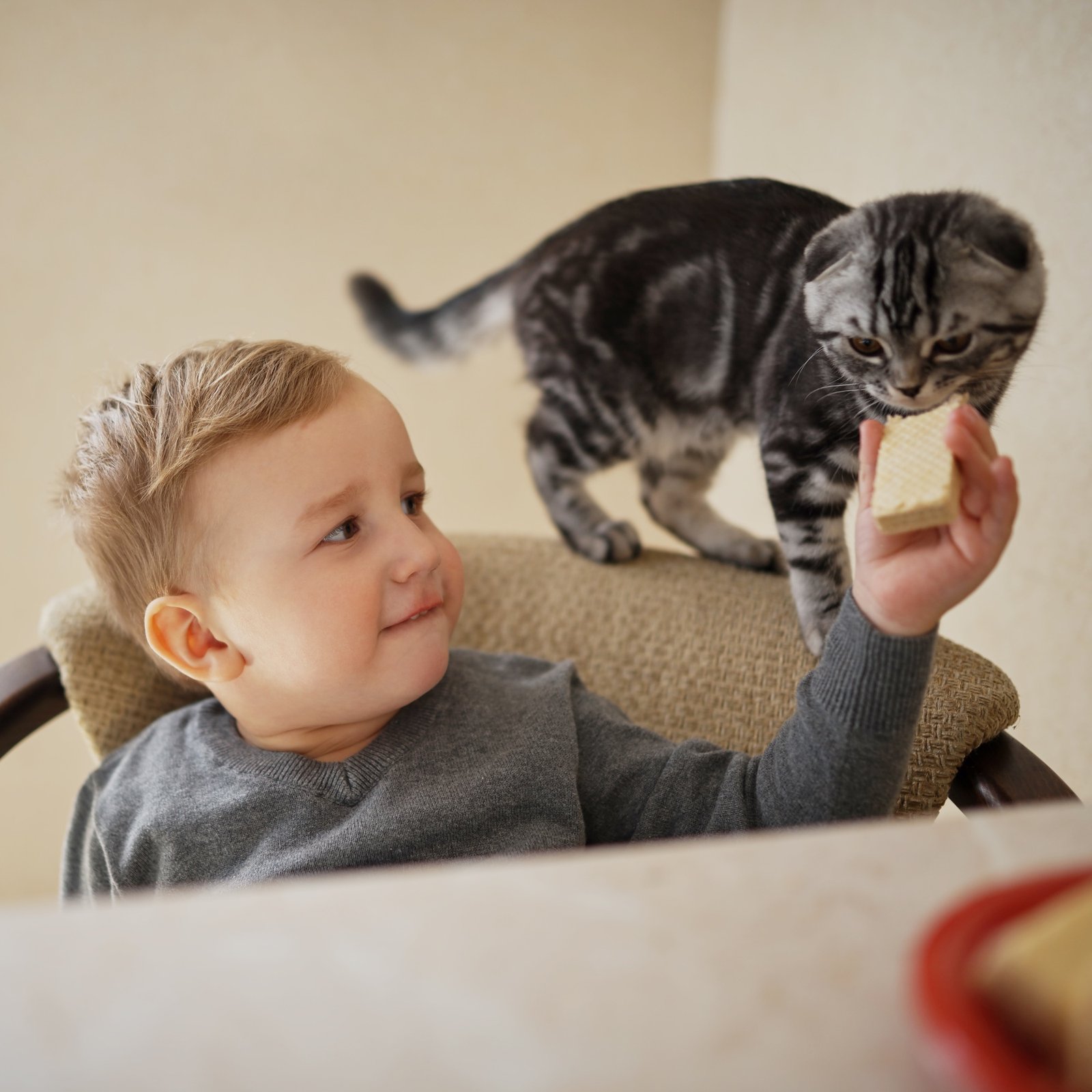 little boy shares food with cat