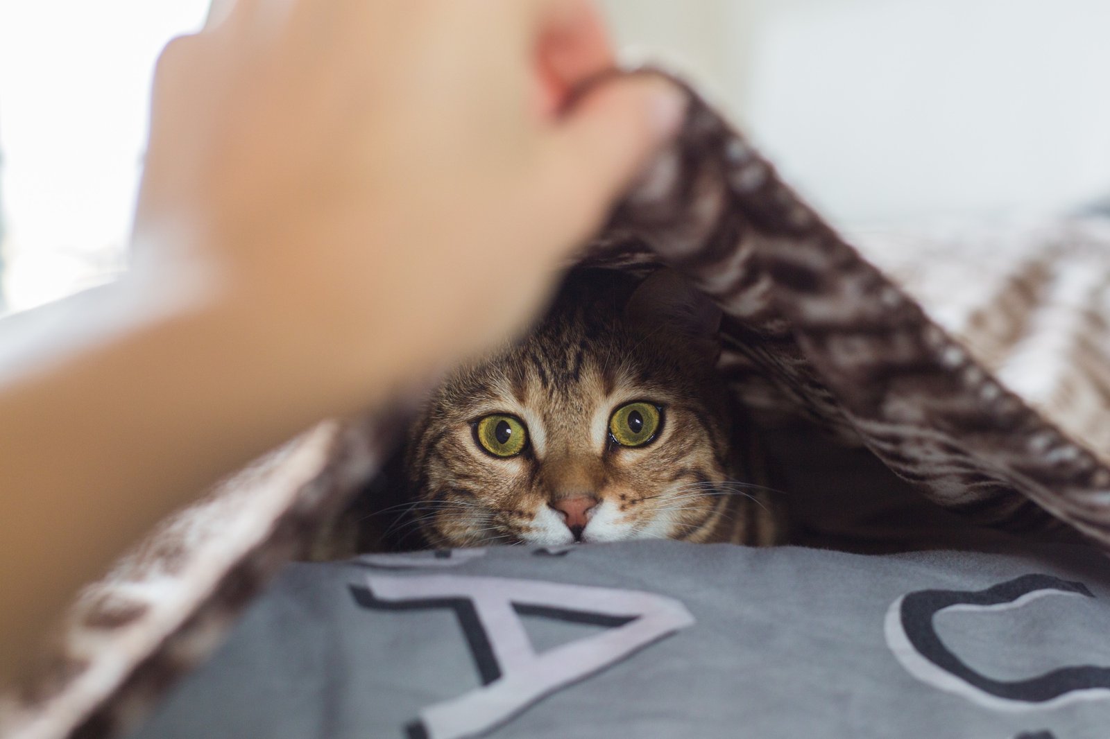 Selective focus shot of a domesticated Bengal cat hiding under a blanket