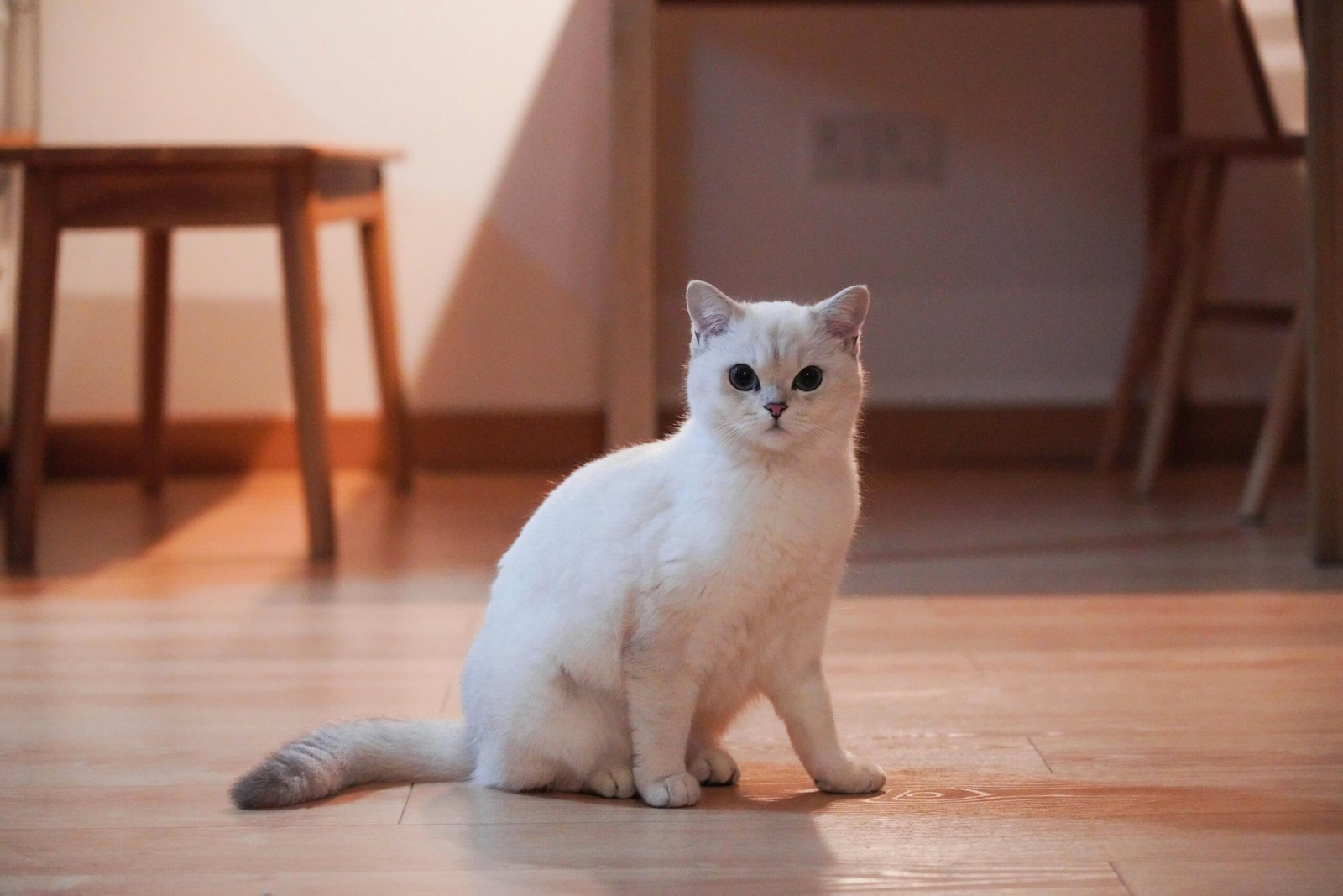 a white cat