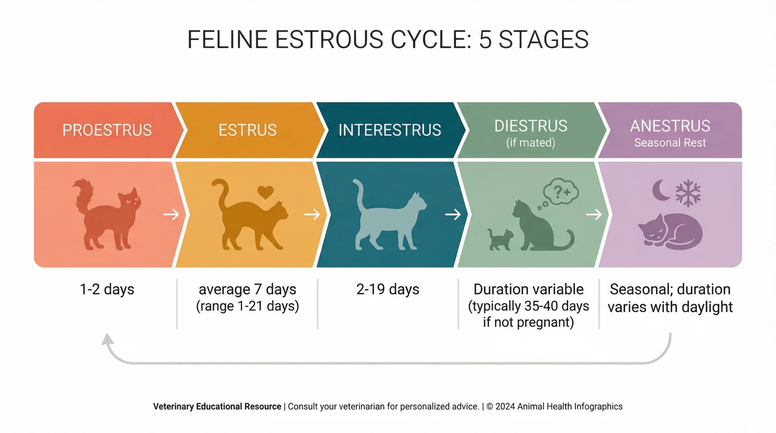 5 Stages of the Feline Estrous Cycle