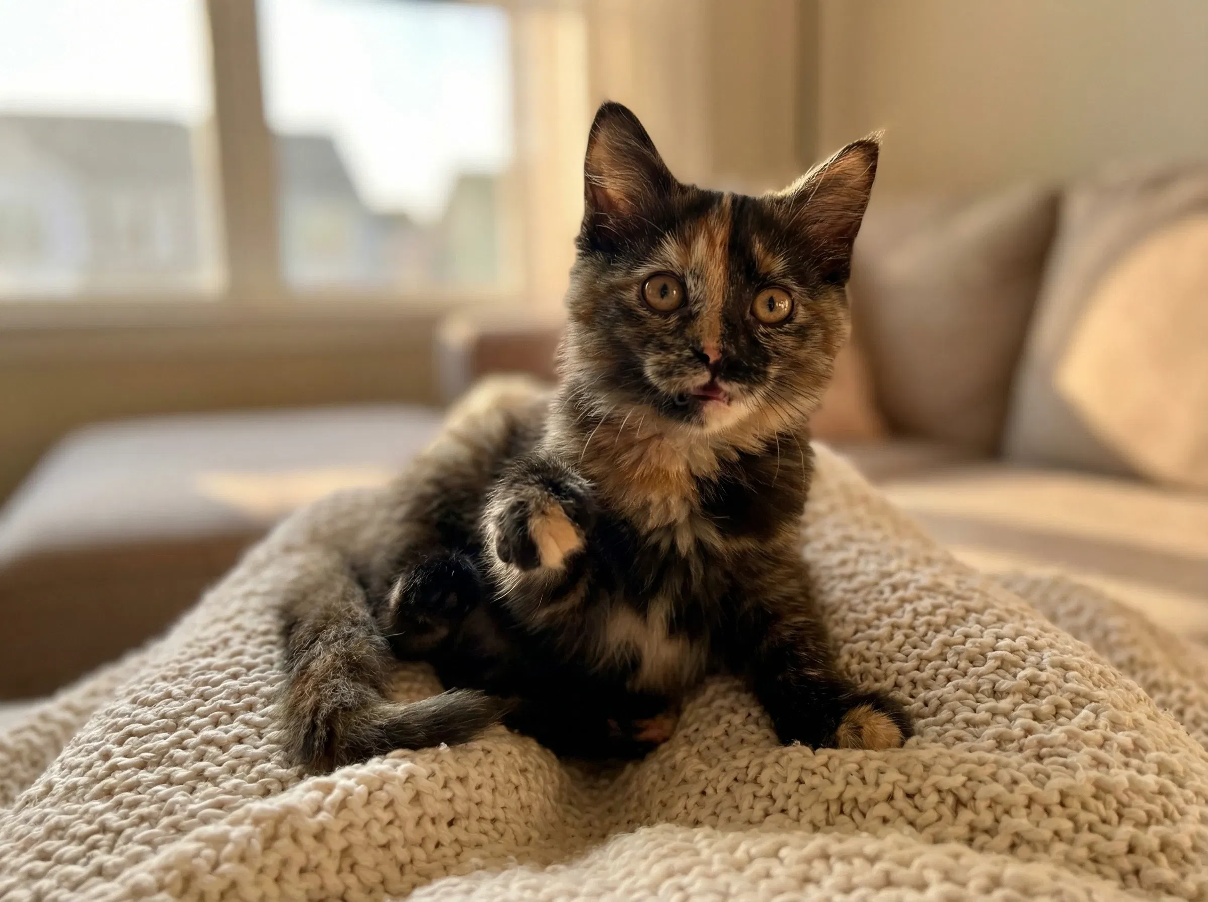 A young tortoiseshell kitten