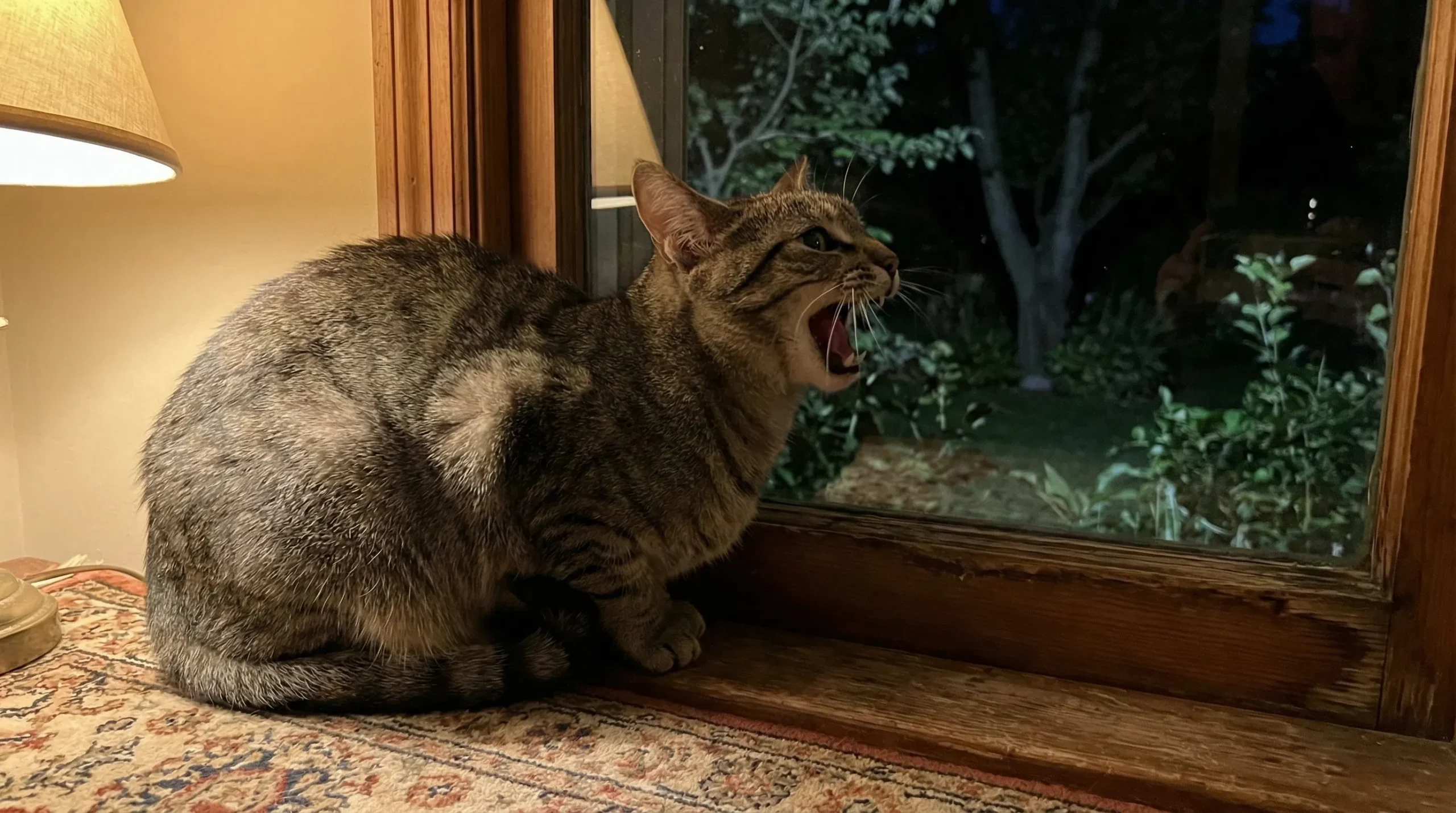 Signs Your Cat Is in Heat