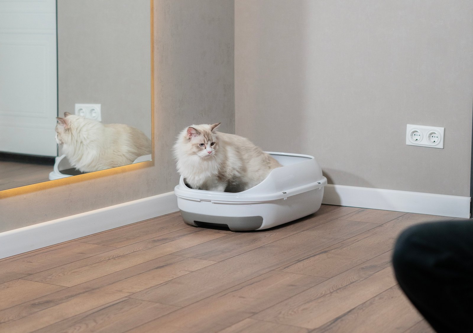 A light-colored cat sits comfortably in a litter box beside a mirror, reflecting its calm demeanor i