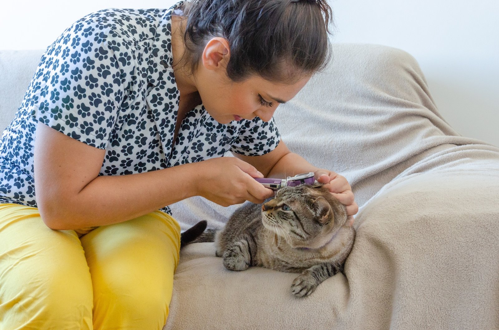 a tabby cat being treated by a veterinarian
