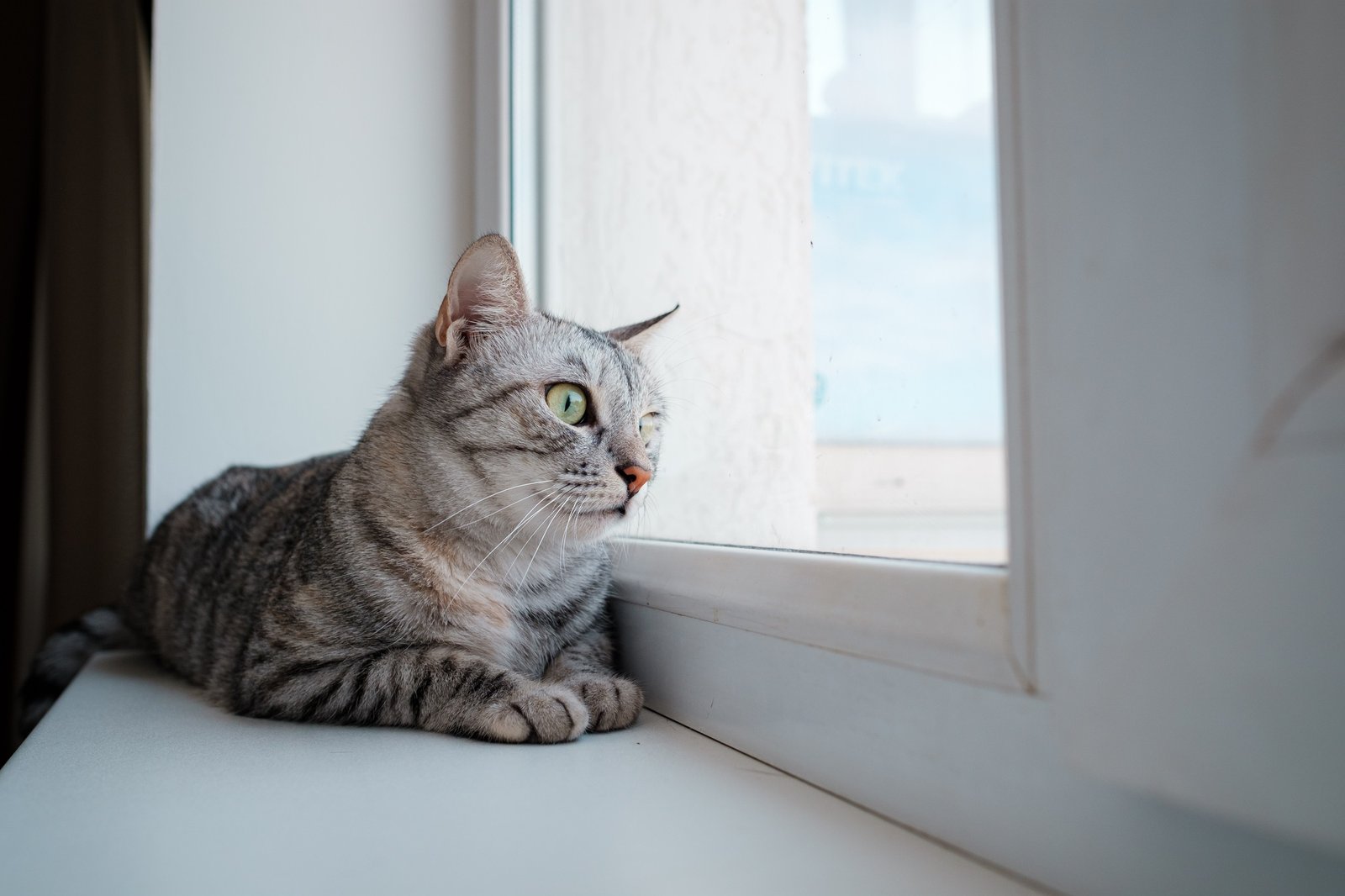 Beautiful gray cat sits on a windowsill and looks out the window