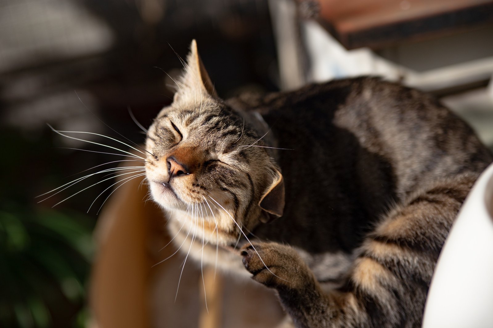 Closeup shot of a soft cute cat scratching itself