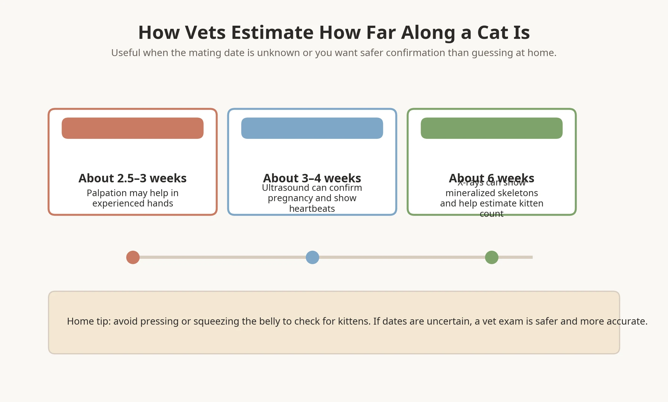 Veterinary pregnancy confirmation timeline for cats