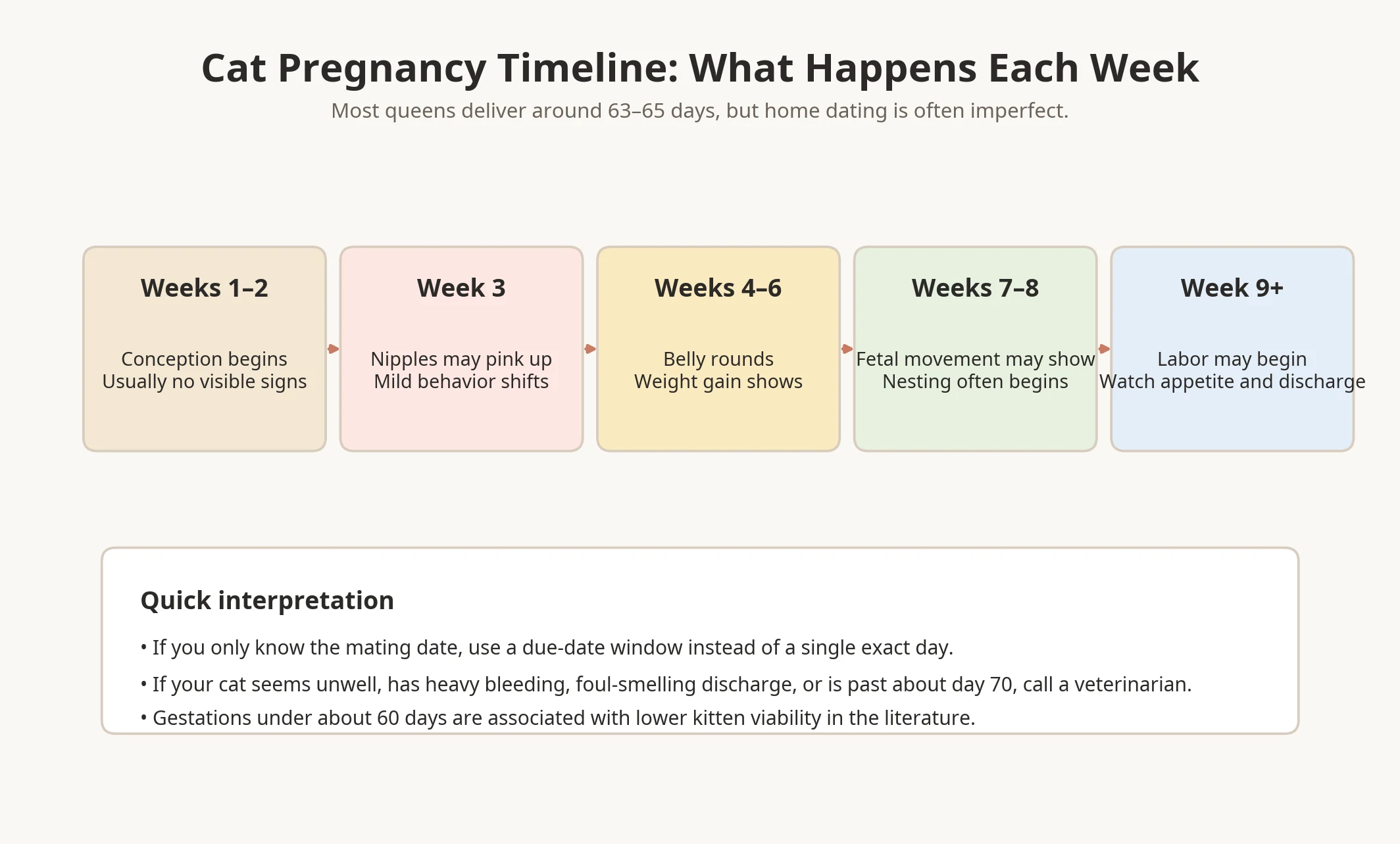 Cat pregnancy timeline infographic