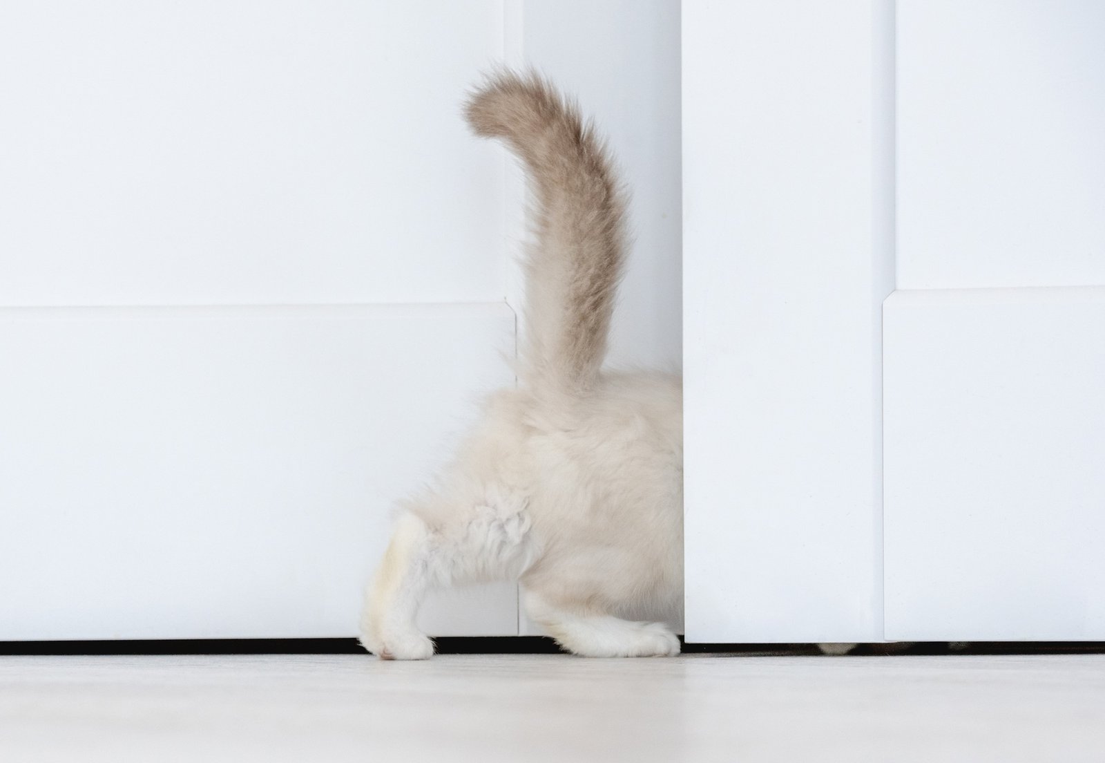 Ragdoll cat in light room