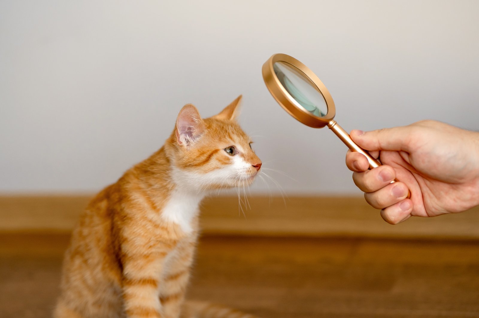 The owner looks at his orange cat through a magnifying glass