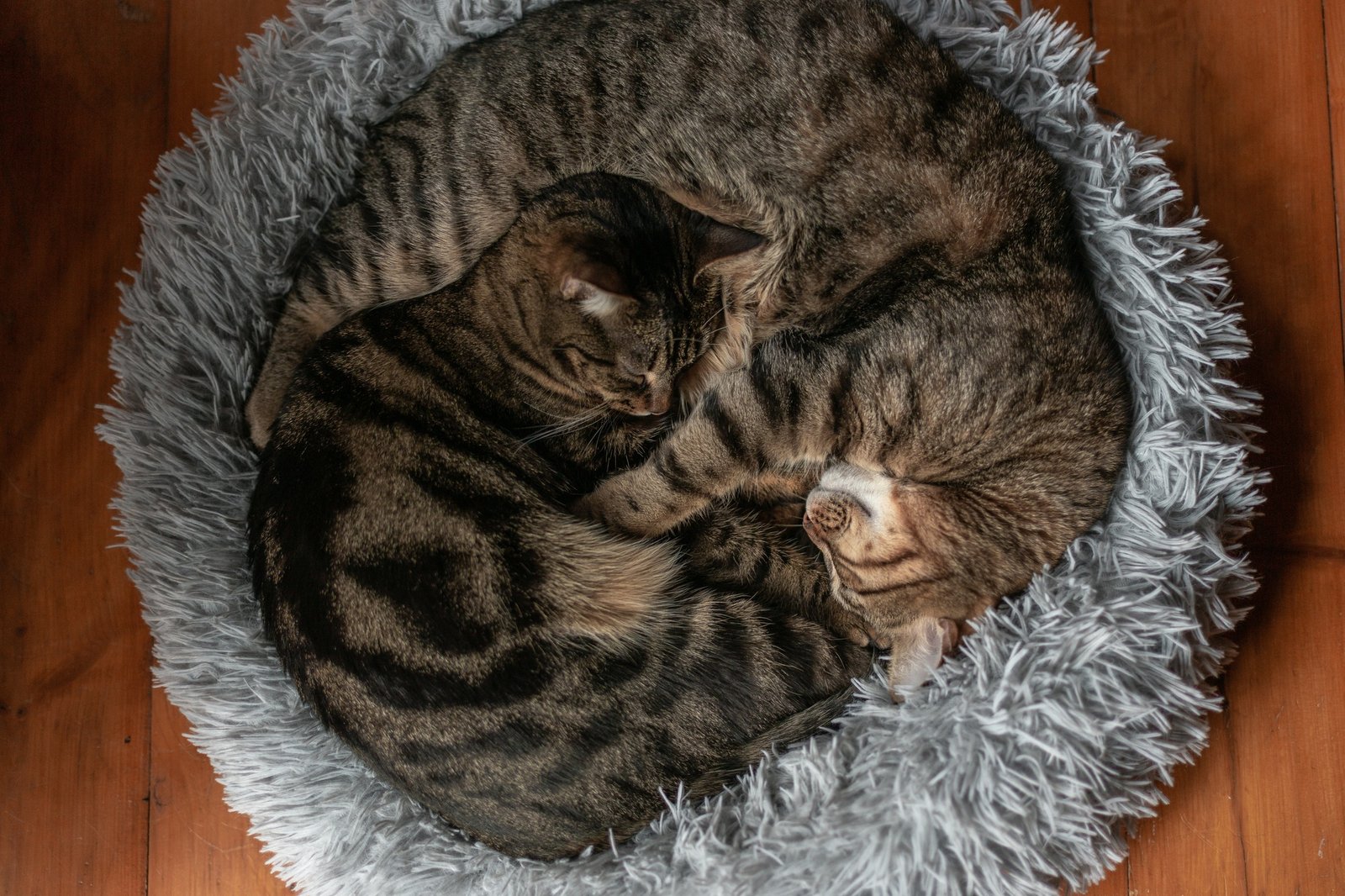 Creating the Ideal Sleep Environment for Your Cat