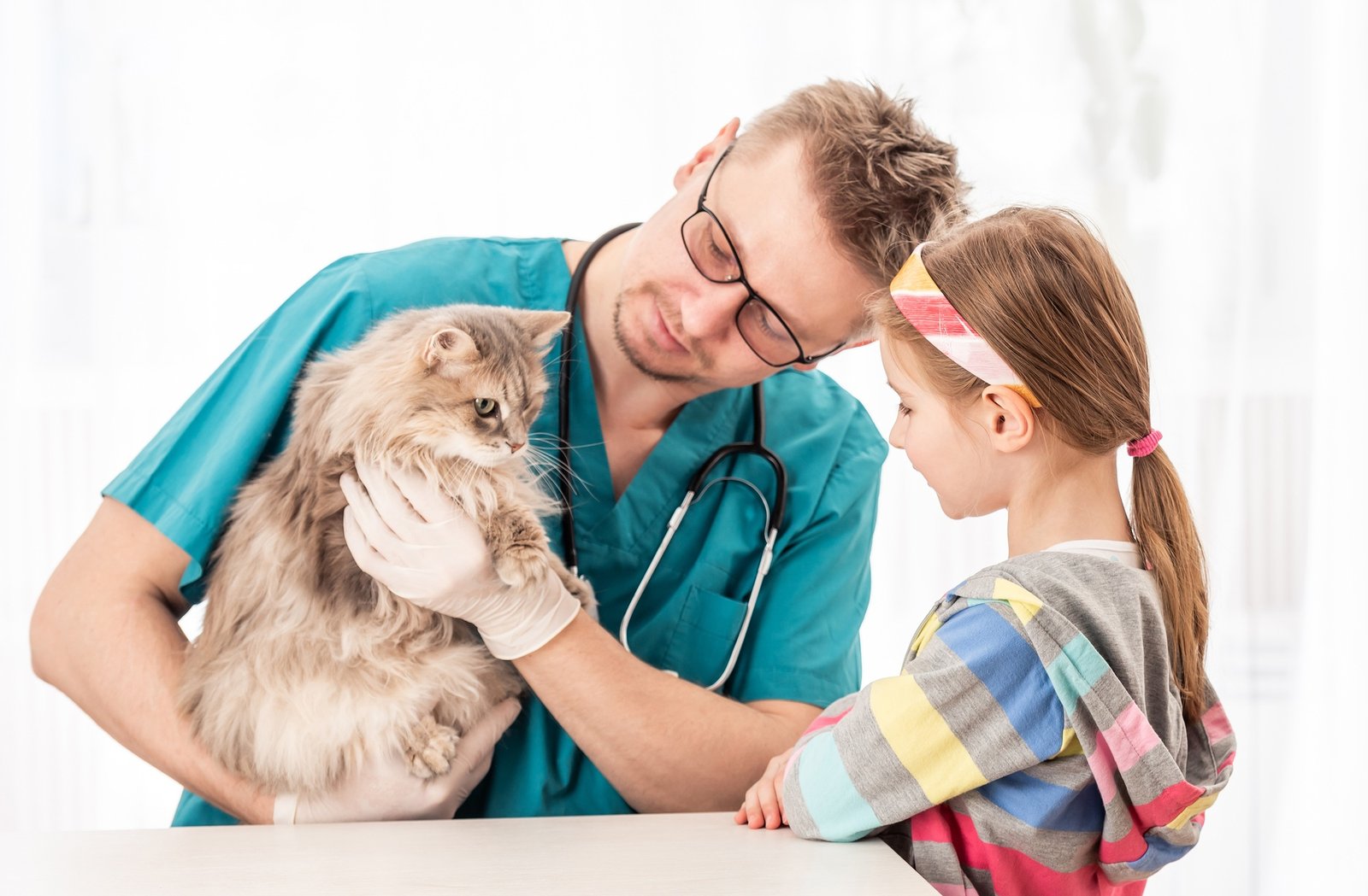 Vet doctor checking cat for diseases