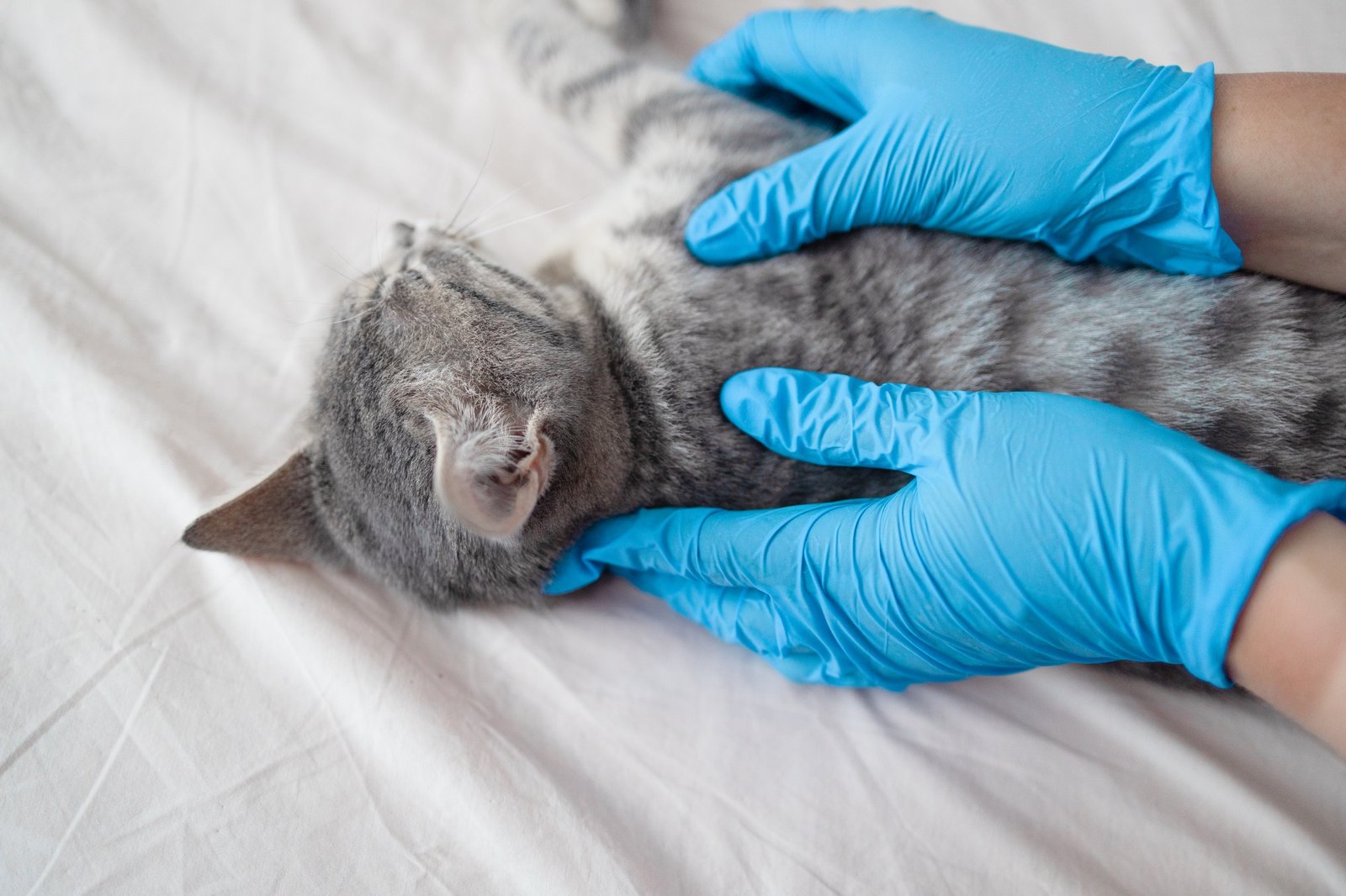 Cat Giving Birth: What to Do First (Checklist) & When to Call a Vet