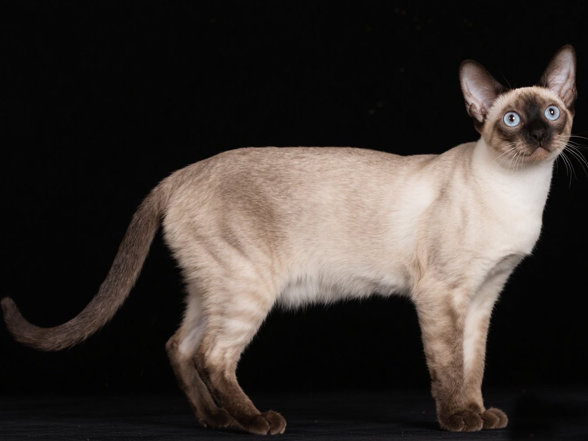 Balinese cat