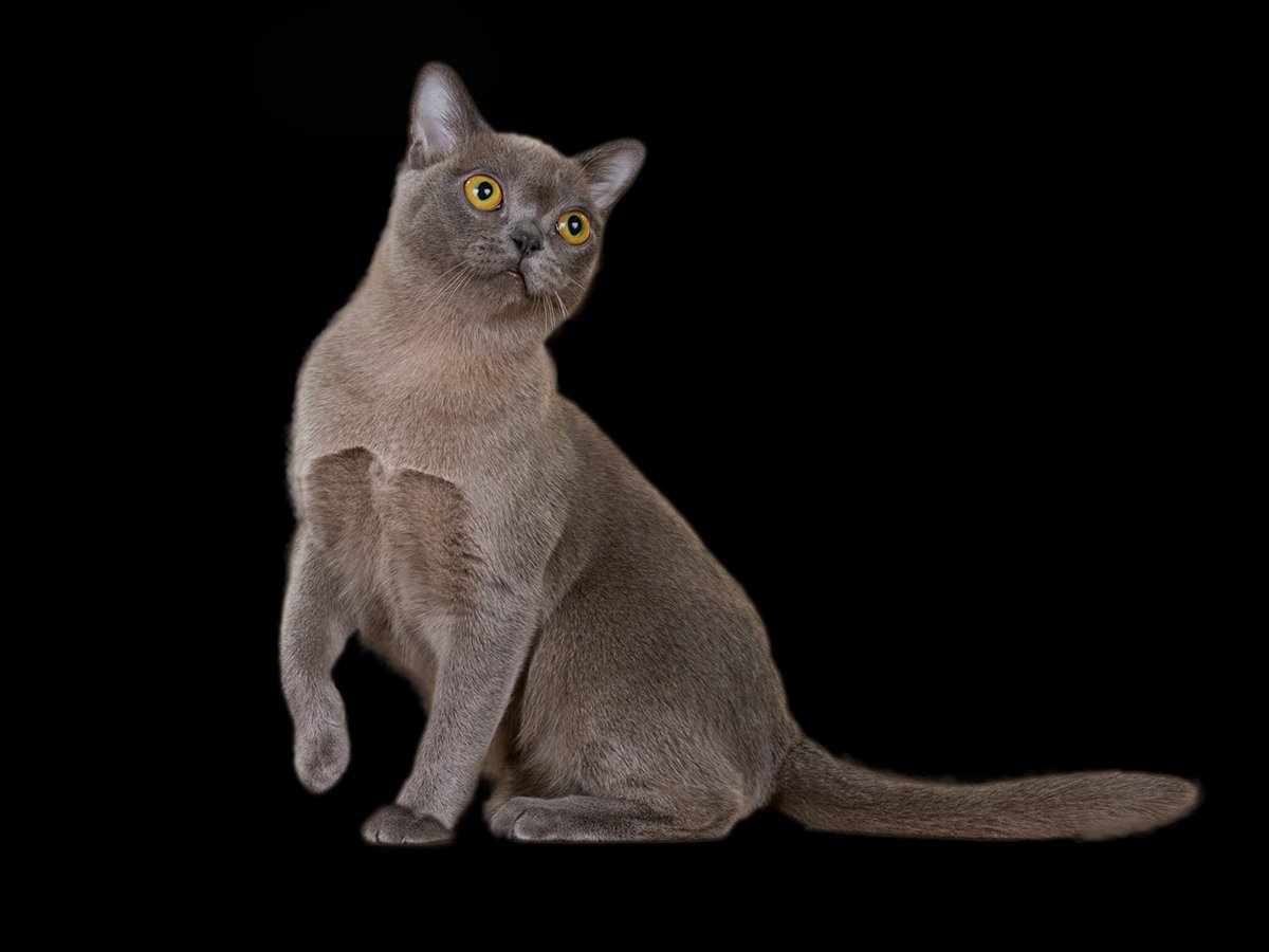 Burmese cat