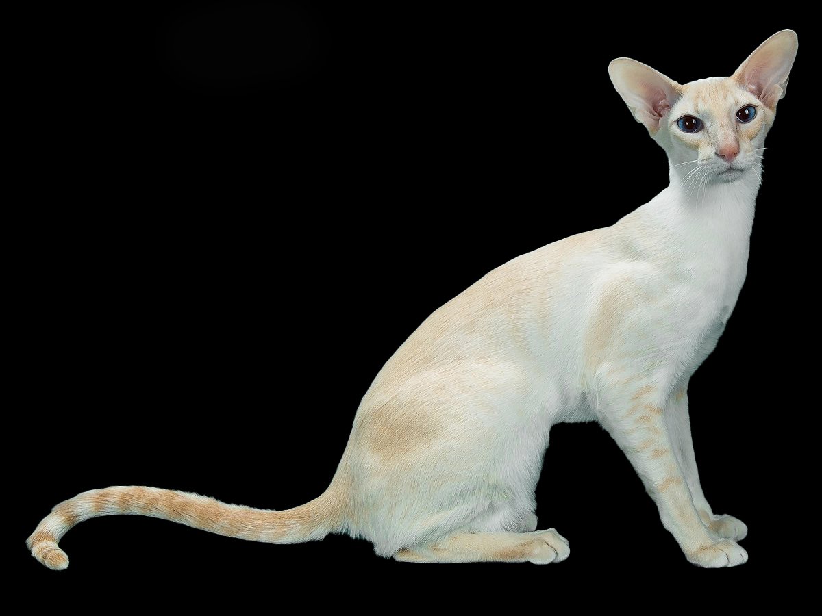 Colorpoint Shorthair