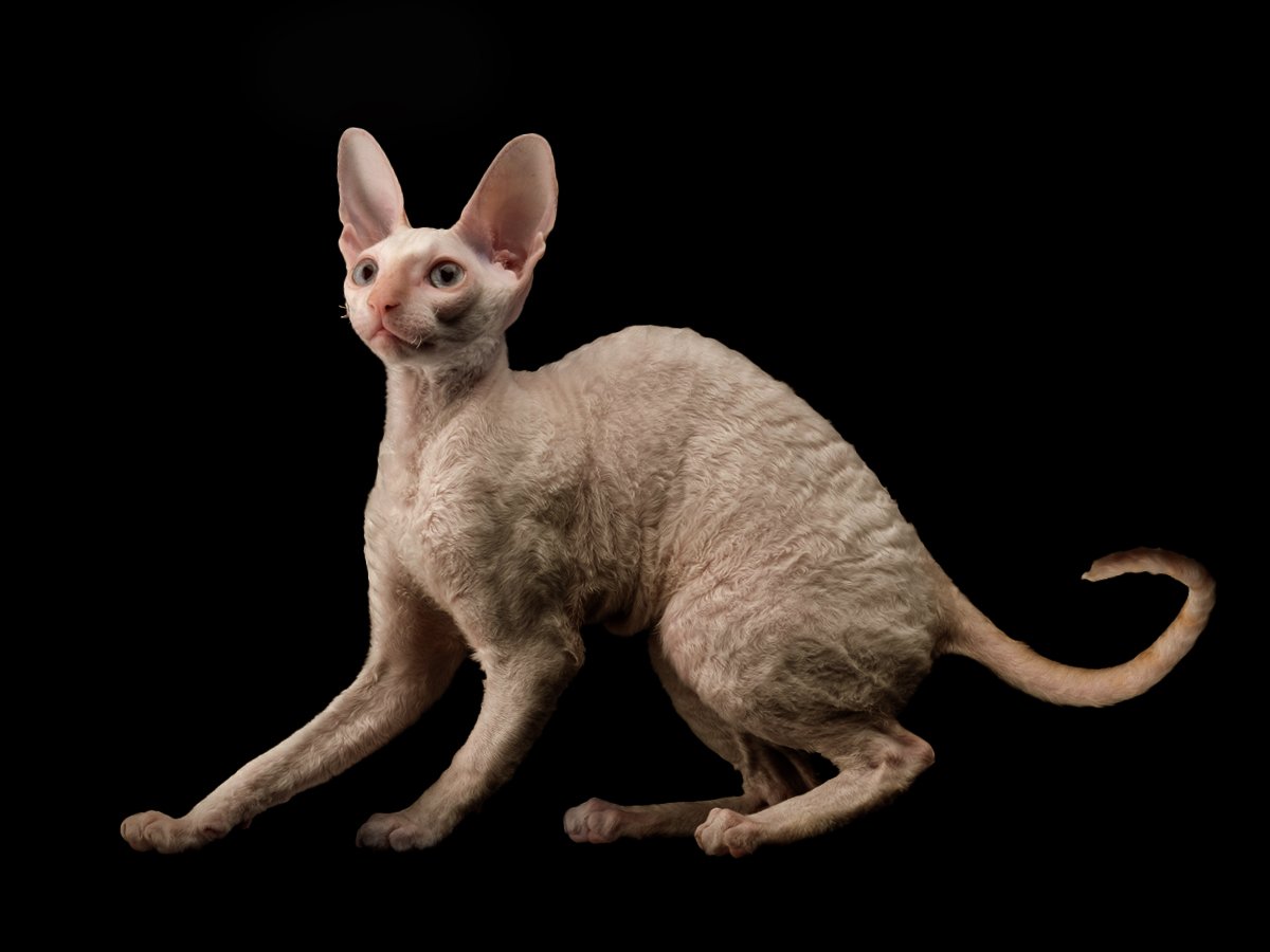 Cornish Rex