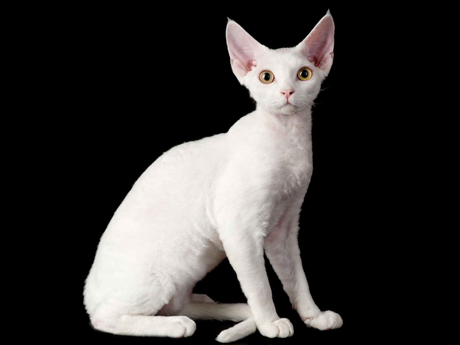 Devon Rex