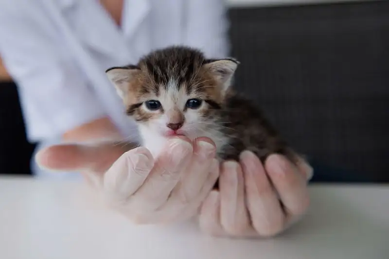 Cute newborn tabby kitten with blue eyes and tongue out, gently held in gloved hands by a veterinarian.