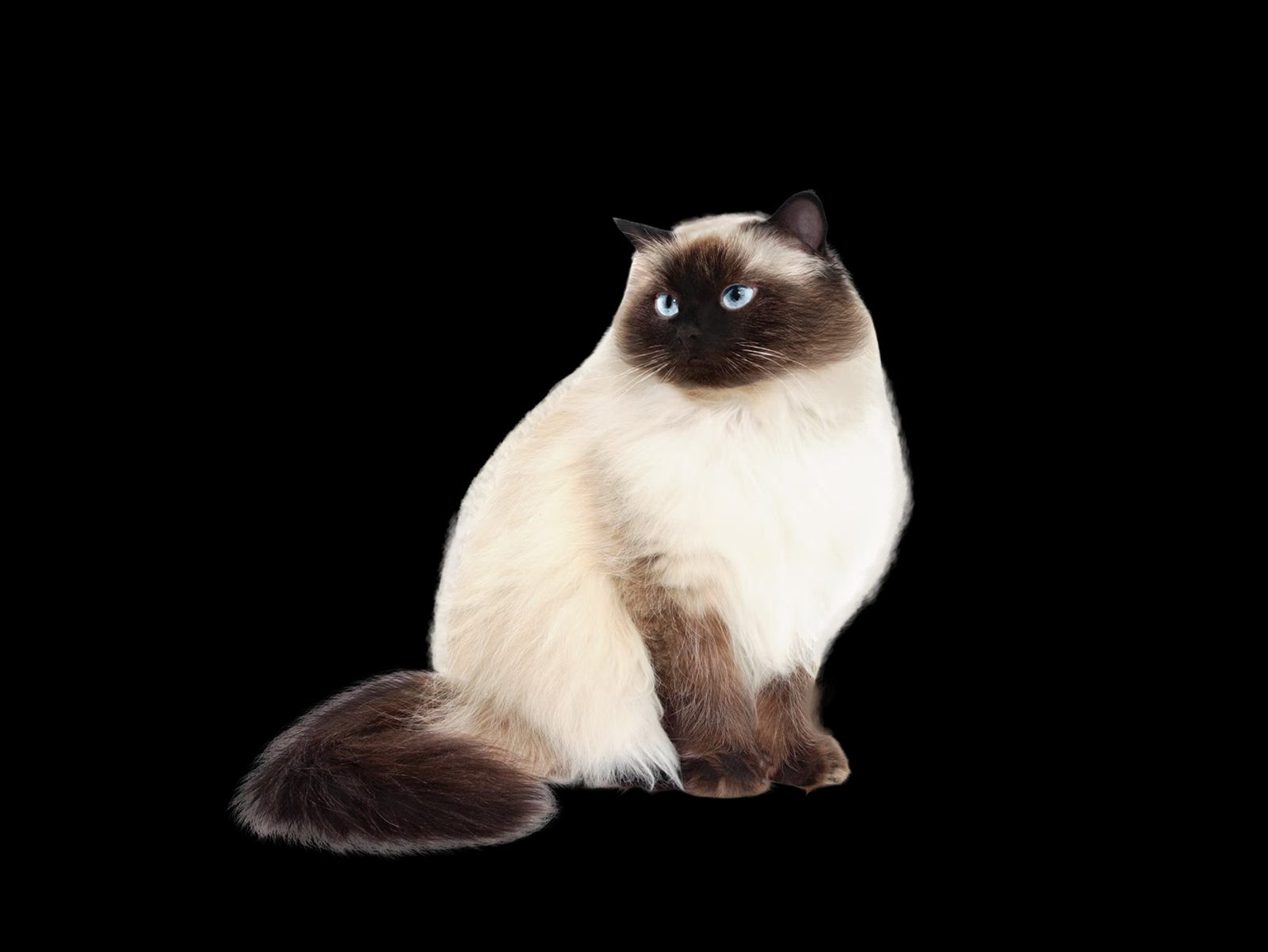 Himalayan Cat