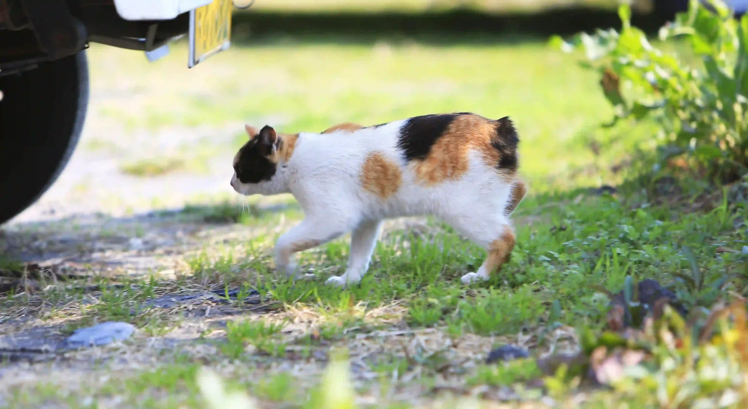 Japanese Bobtail Cat