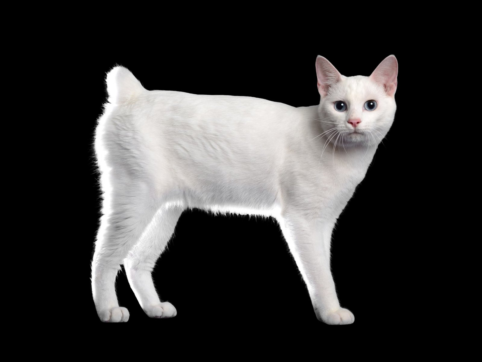 Japanese Bobtail