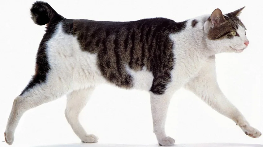 Japanese bobtail