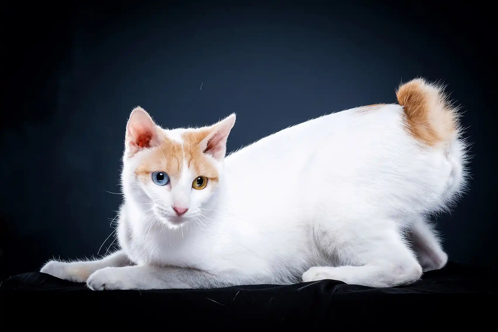 JapaneseBobtail