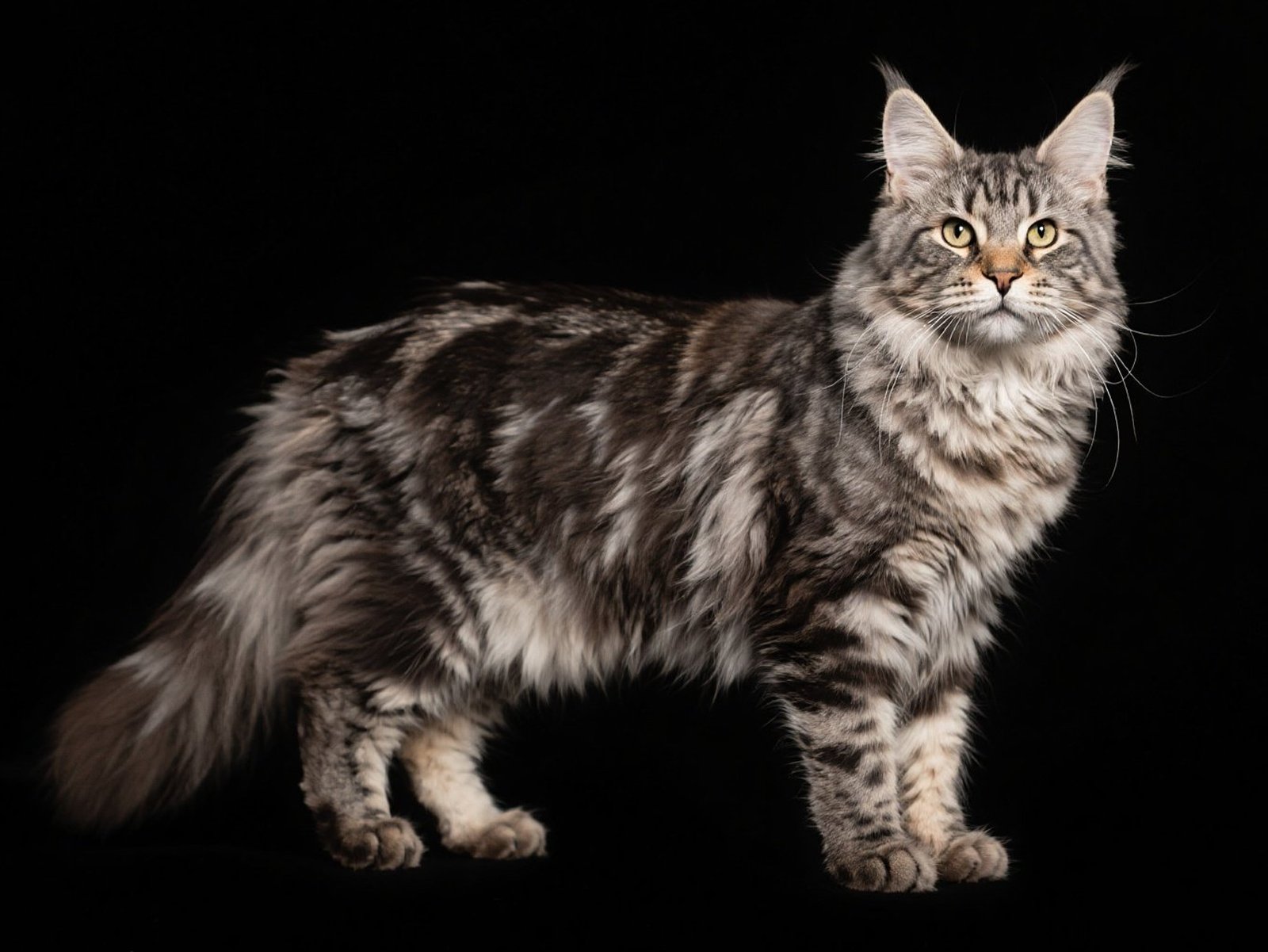 Maine Coon Cat