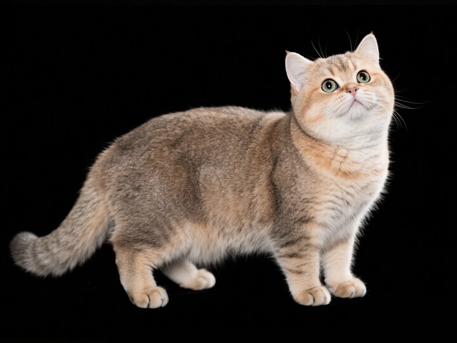 Munchkin Cat