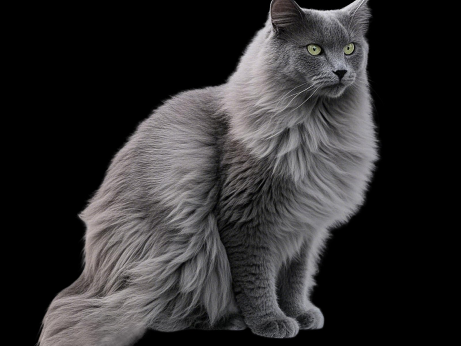 Nebelung