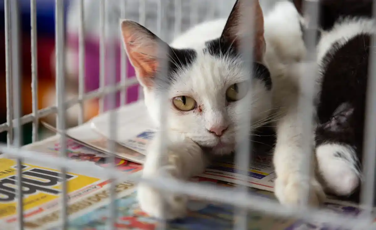 Sad black and white tuxedo cat with yellow eyes resting in metal cage on colorful newspaper bedding in animal shelter, paw extended through bars.