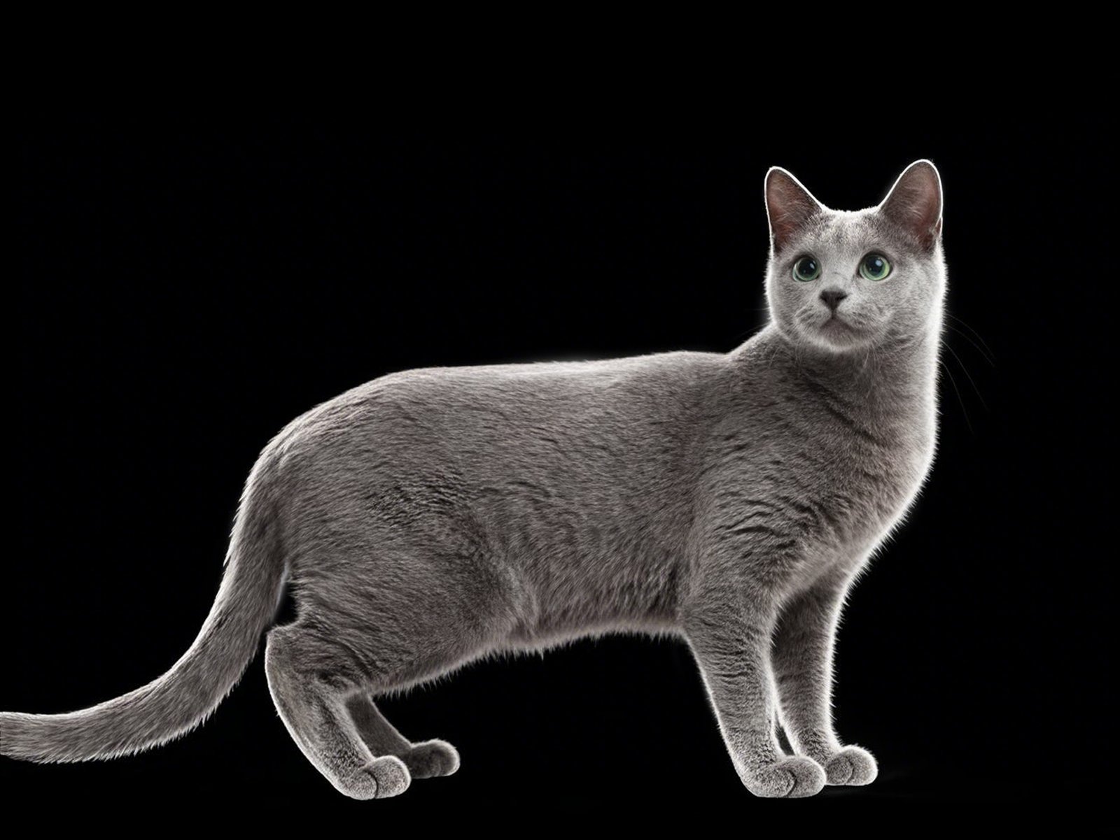 Russian Blue
