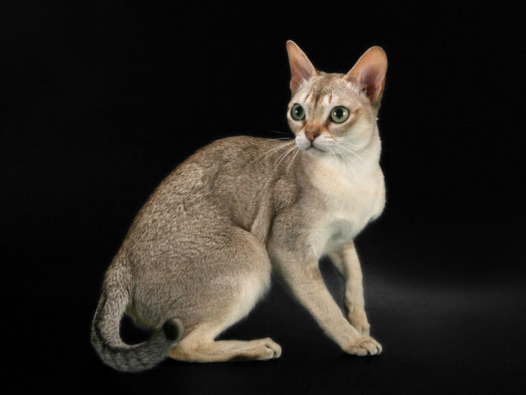 Singapura Cat: Size, Personality, Shedding, Lifespan & Care