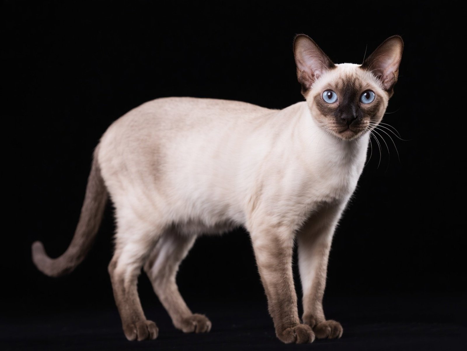 Tonkinese Cat