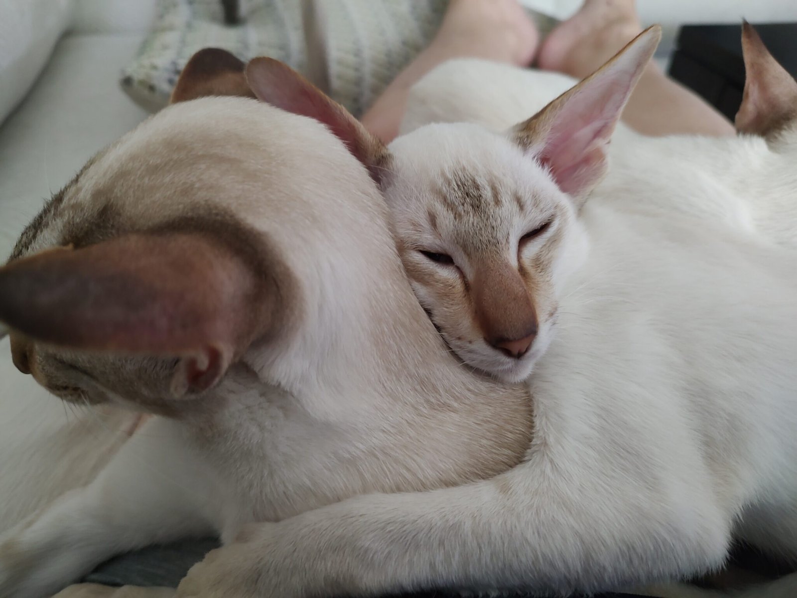 Colorpoint Shorthair Breed Guide | Traits & Personality Tips