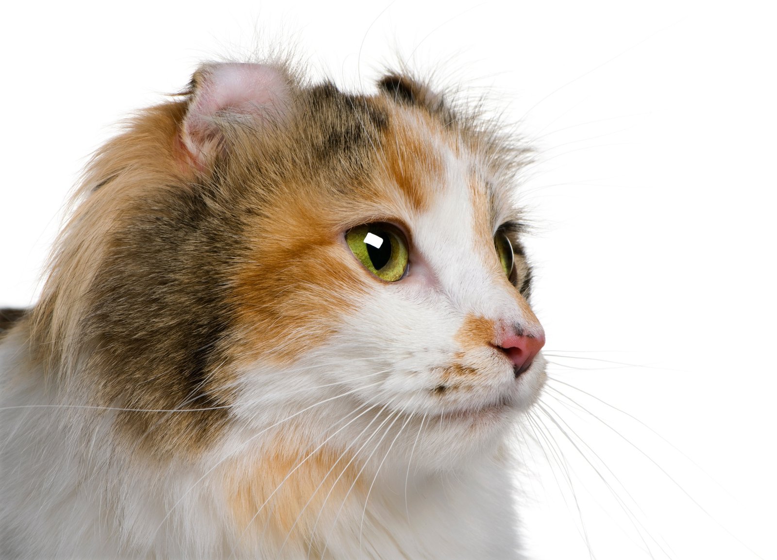 American Curl (2 years old)