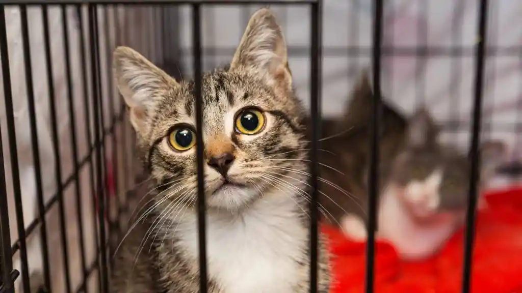 Adorable tabby kitten with wide yellow eyes peering through metal cage bars in an animal shelter, with another kitten in the background on a red blanket.