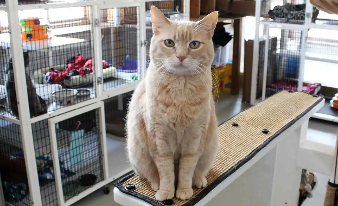 Majestic orange tabby cat with green eyes sitting on a sisal scratching perch in a busy animal shelter room filled with cages, toys, and bedding.