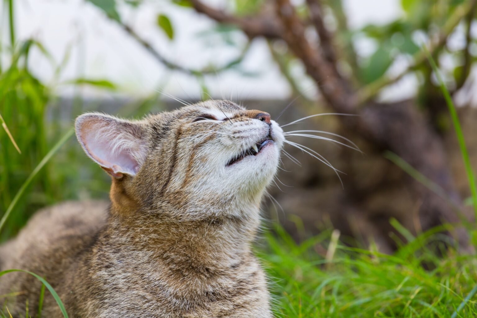 Image showcasing Cat Coughing: Causes, Symptoms & When to Worry - SuggleSouls