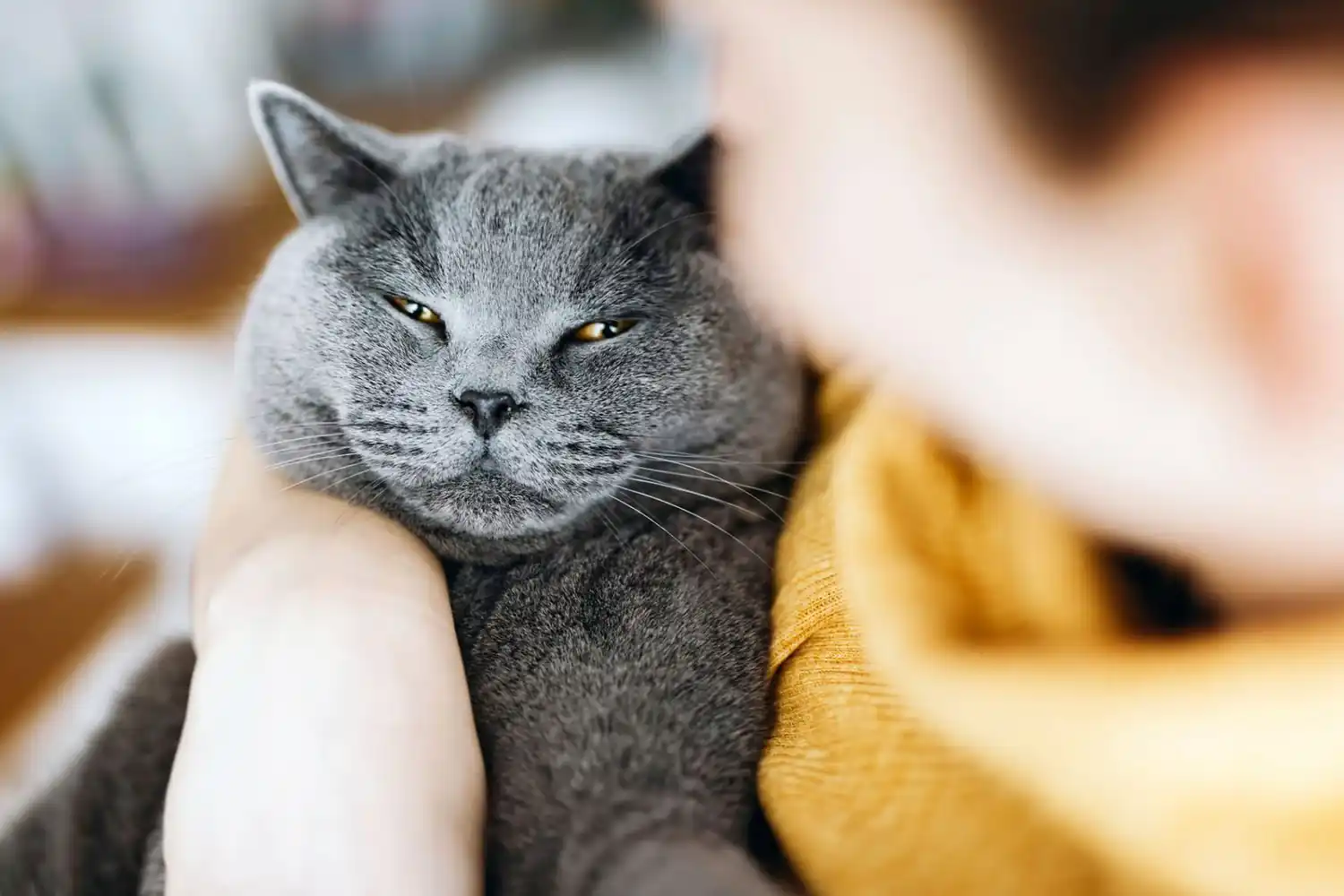 chartreux with owner yellow sweater