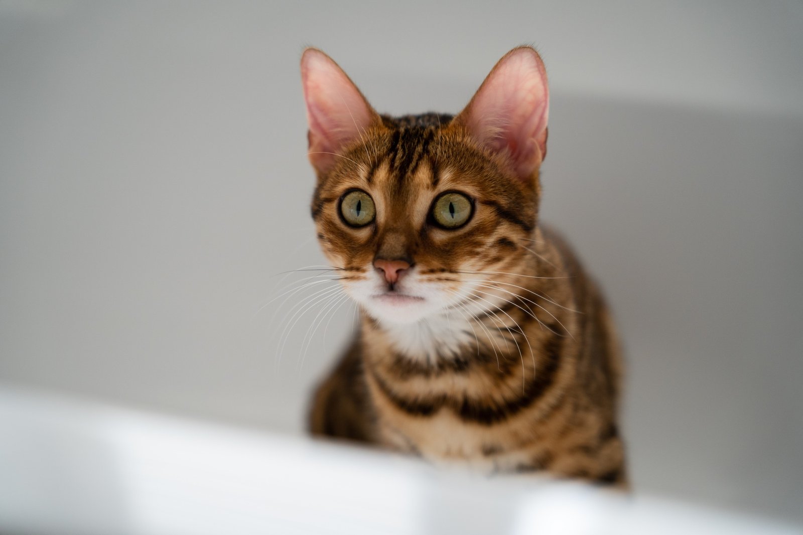 Closeup of an adorable Toyger