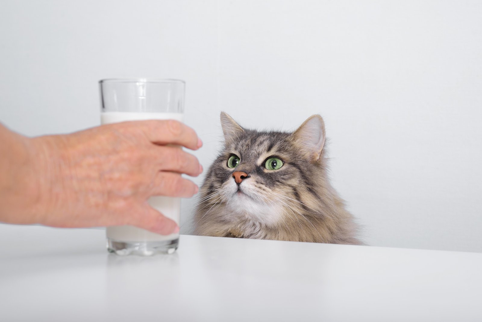 Can Cats Drink Milk? What Happens & Safer Alternatives