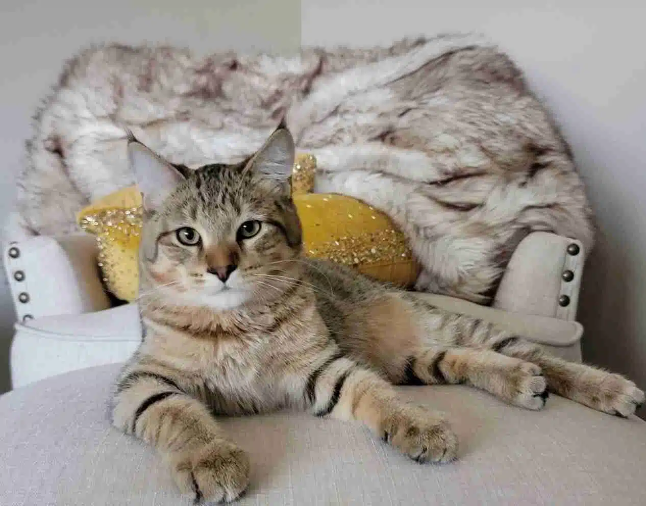 The Rare Pixie Bob Cat