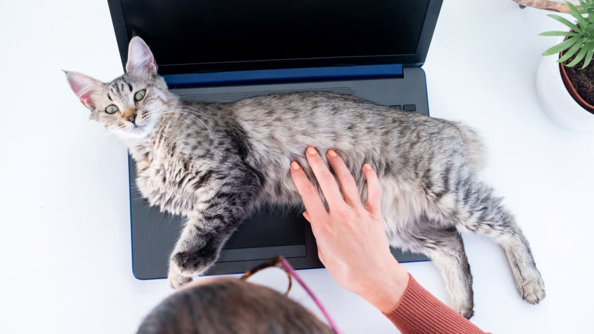 The PixieBob lying on the laptop