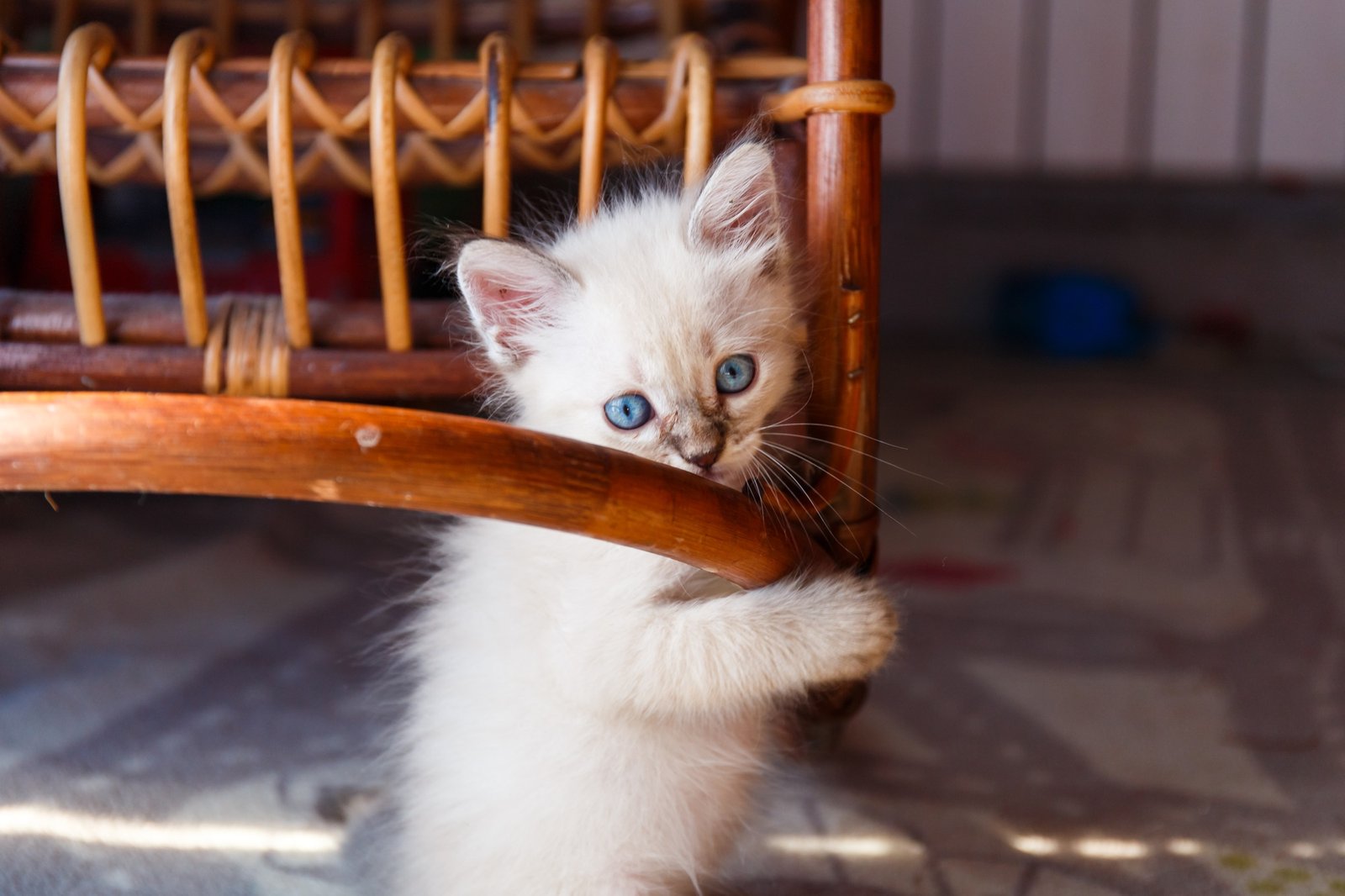 Little tonkinese kitten looking straight in camera