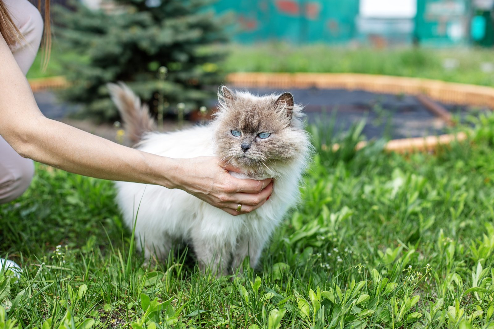 Person Holding Fluffy Himalayan Cat Outdoors